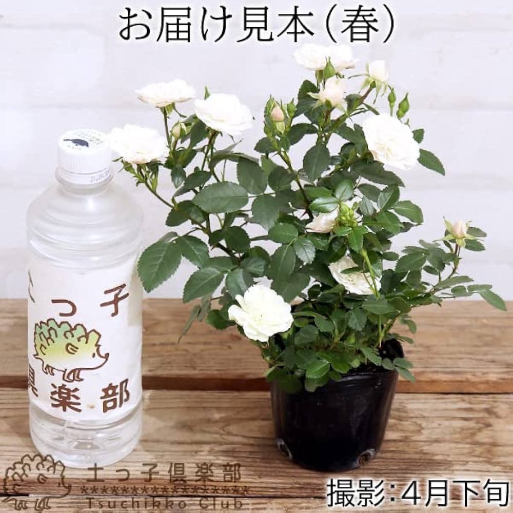 グリーンアイス　苗木 61pfRvvPhGL._UF1000,1000_QL80_.jpg